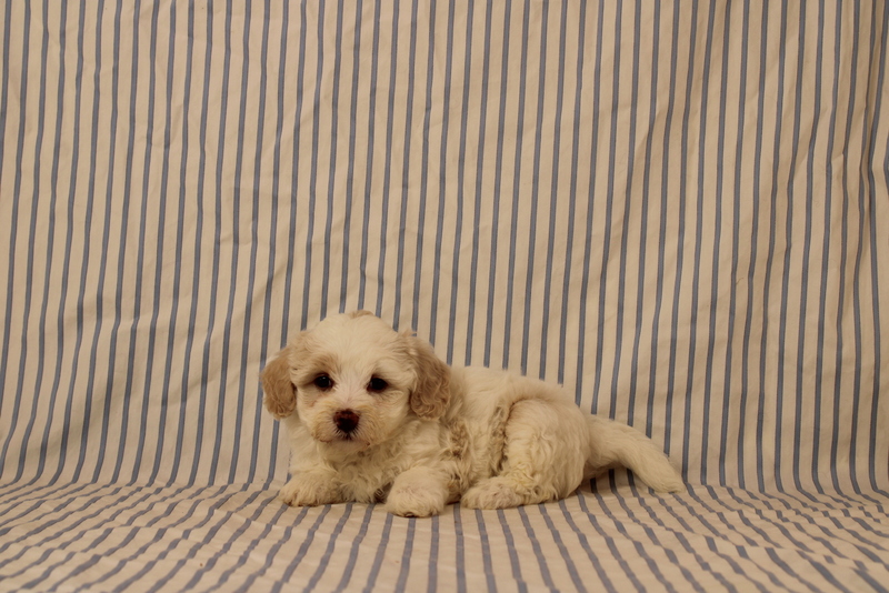 puppy, for, sale, Maltipoo, Matthew B. Stoltzfus, dog, breeder, Gap, PA, dog-breeder, puppy-for-sale, forsale, nearby, find, puppyfind, locator, puppylocator, aca